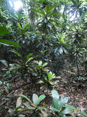 Agrostistachys borneensis