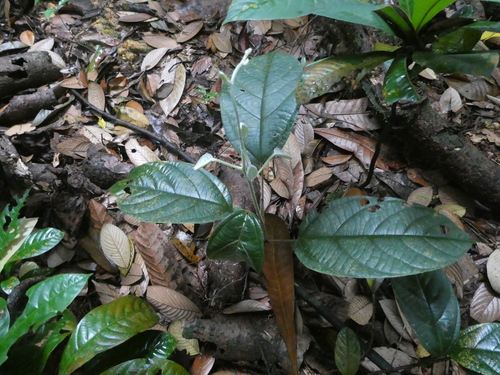 Limacia scandens observed 2019-09-24
