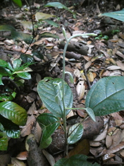 Limacia scandens