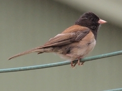 Junco hyemalis pinosus