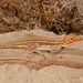 Smith's Desert Lizard - Photo (c) Tyrone Ping, some rights reserved (CC BY-NC), uploaded by Tyrone Ping