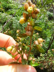 Hermannia hyssopifolia