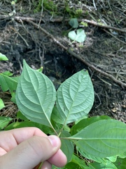 Cornus alternifolia