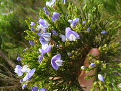 Psoralea usitata