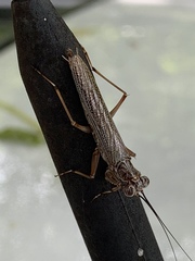 Mantoida