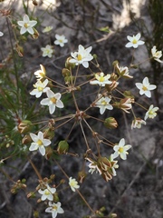 Pharnaceum elongatum