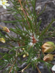 Pharnaceum elongatum
