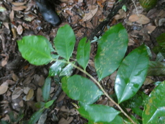 Aquilaria malaccensis