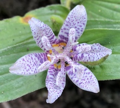 Tricyrtis formosana