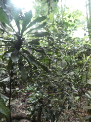 Baccaurea parviflora