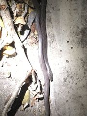 Lycophidion capense capense