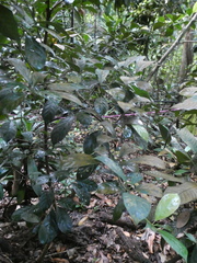 Baccaurea parviflora