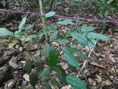 Xanthophyllum ellipticum