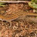 Knox's Ocellated Sand Lizard - Photo (c) Tyrone Ping, some rights reserved (CC BY-NC), uploaded by Tyrone Ping