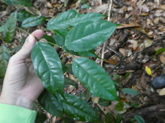 Xanthophyllum ellipticum