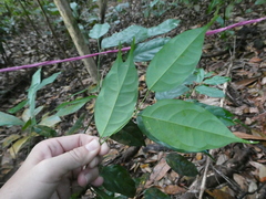 Xanthophyllum ellipticum