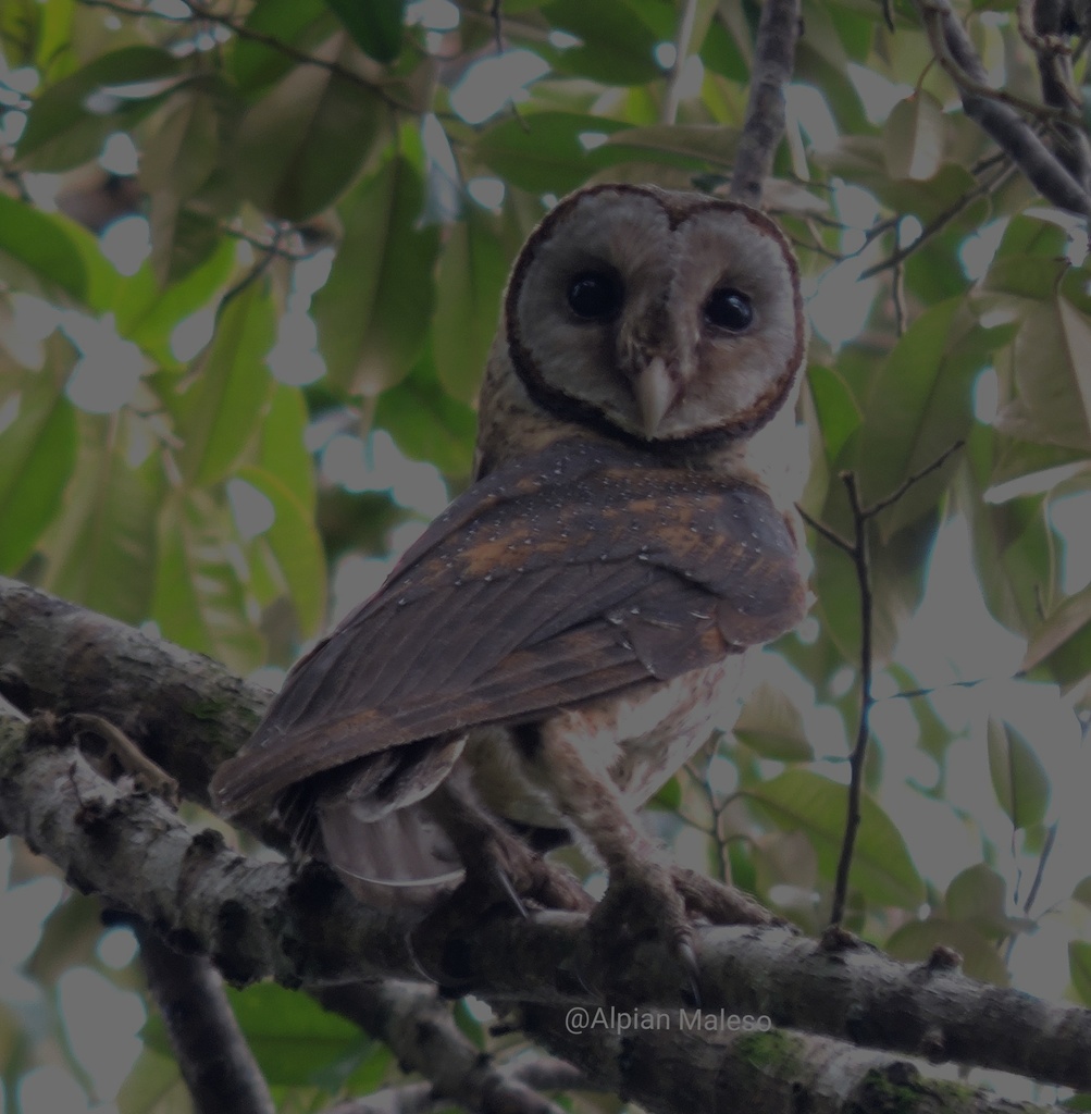 Sulawesi Masked Owl