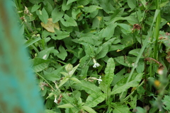 Silene latifolia alba