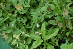 Silene latifolia alba