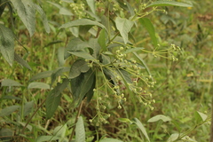 Lippia hirsuta