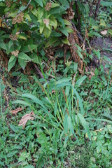 Echinochloa crus-galli