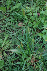 Setaria pumila