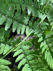 Athyrium angustum
