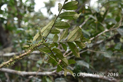 Colea