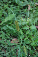 Setaria pumila