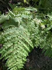 Athyrium angustum