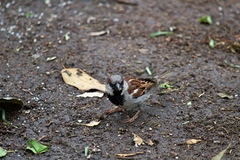 Passer domesticus