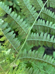 Athyrium angustum