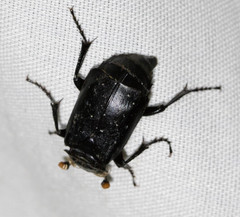 Nicrophorus nigrita