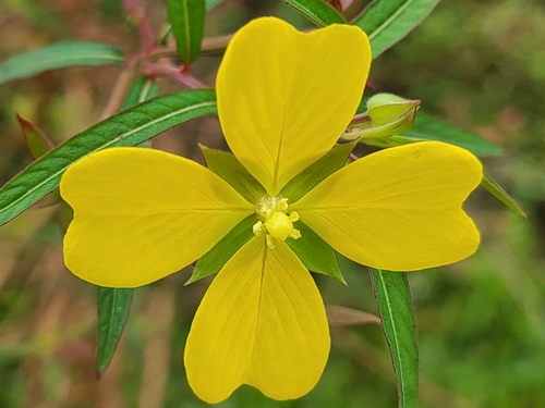 Ludwigia octovalvis