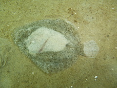 Scophthalmus rhombus