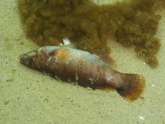 Ctenolabrus rupestris