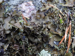 Umbilicaria polyphylla