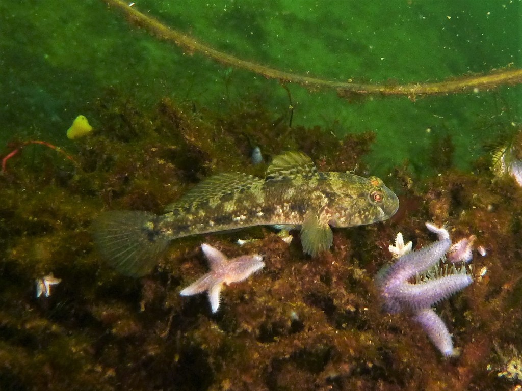 Black goby (Gobius niger) — Gobiidae