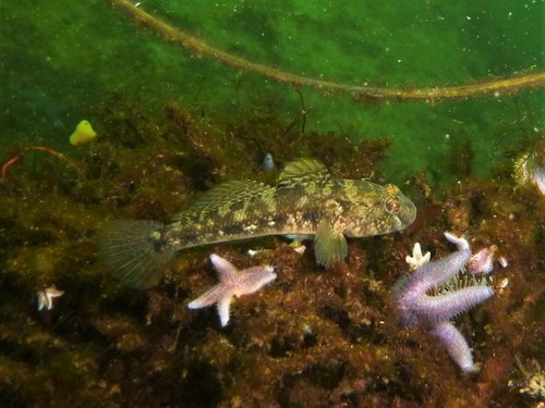Zwarte grondel (Gobius niger) — Gobiidae