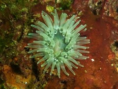 Urticina felina