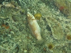 Ctenolabrus rupestris