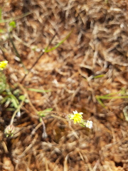 Goodenia pusilliflora