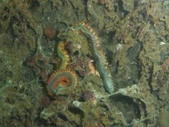 Alitta virens