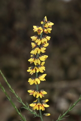 Sphaerolobium medium