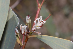Hakea cyclocarpa