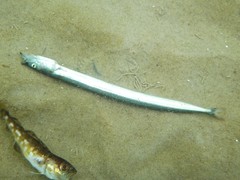 Hyperoplus lanceolatus