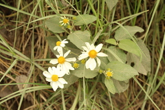 Montanoa ovalifolia