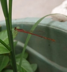 Agriocnemis pygmaea