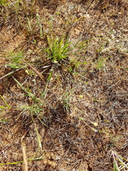 Goodenia pusilliflora