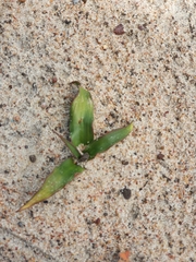 Cyanella